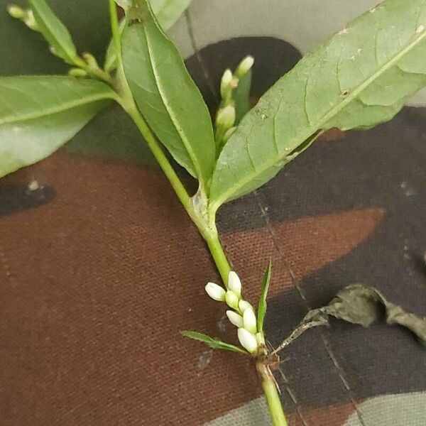 Persicaria minor ফুল