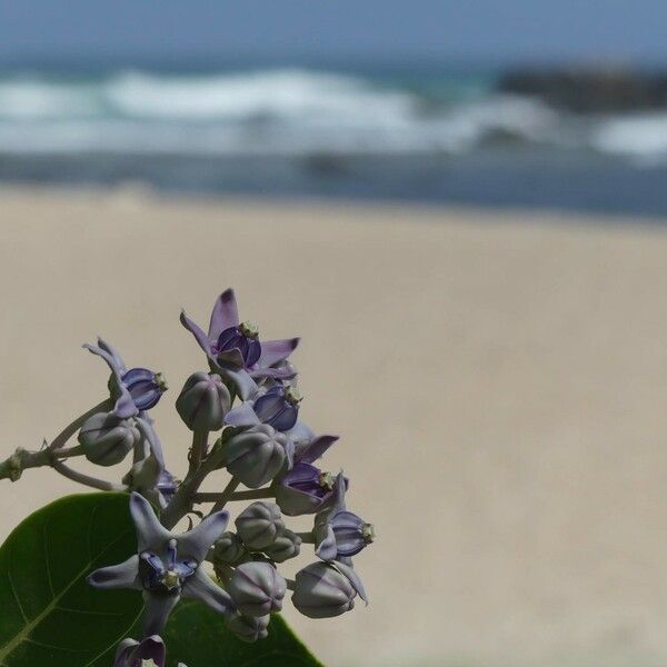 Calotropis gigantea പുഷ്പം