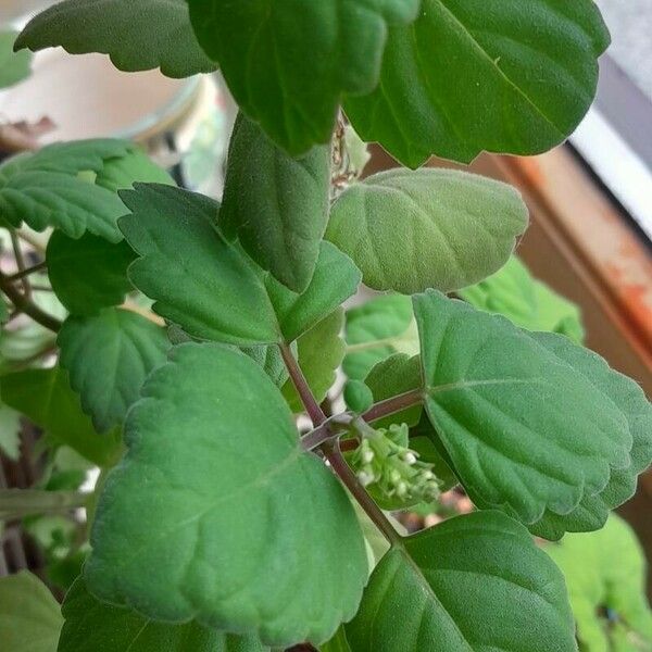 Plectranthus ernstii برگ