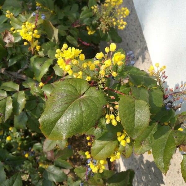 Berberis aquifolium Цвят