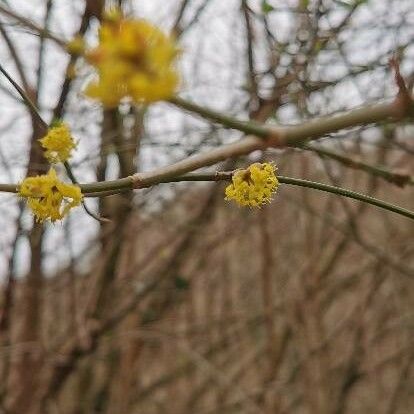 Cornus mas Kvet