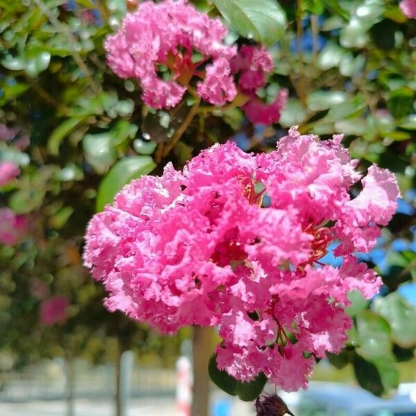 Lagerstroemia speciosa Цветок