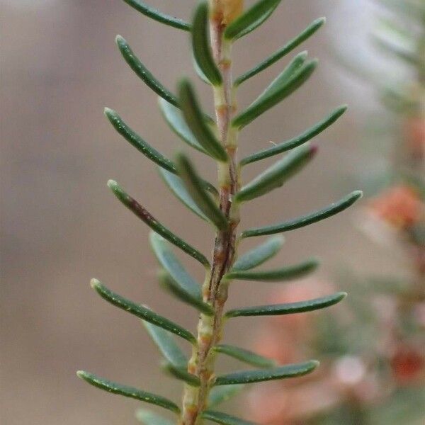 Erica scoparia Rhisgl