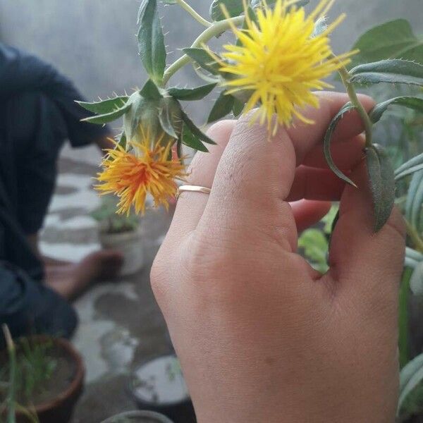 Carthamus tinctorius Flower