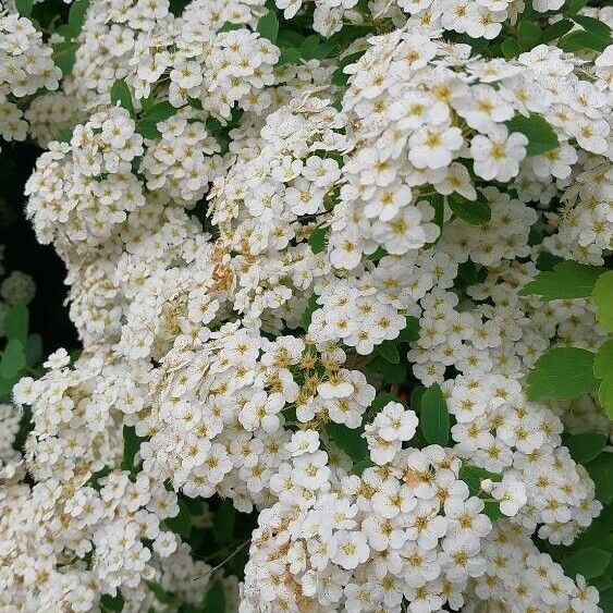 Spiraea chamaedryfolia 花