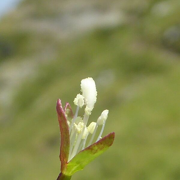 Epilobium alsinifolium Bloem