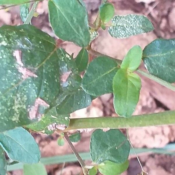Boerhavia erecta Leaf
