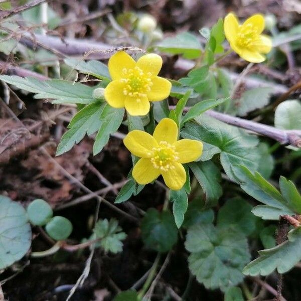 Anemone ranunculoides Flower