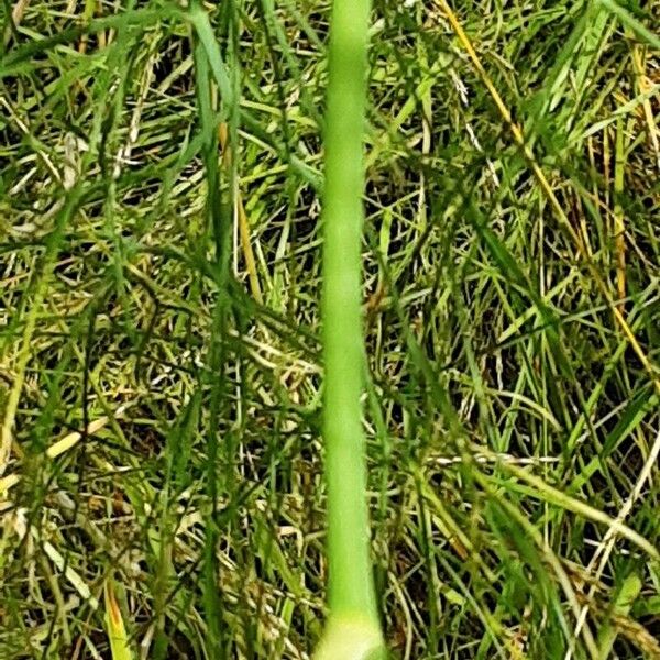 Foeniculum vulgare Bark