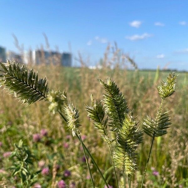 Agropyron cristatum Цвят