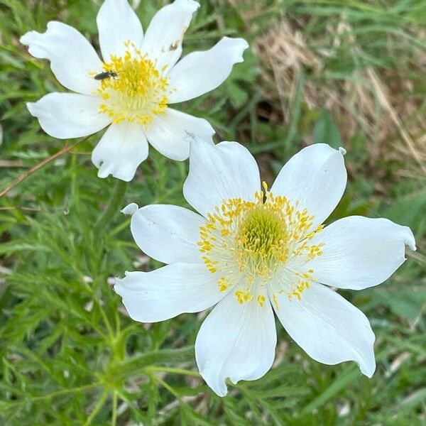 Anemone alpina 花