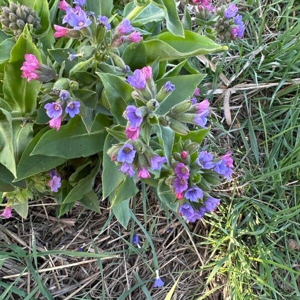 Pulmonaria mollis Flower