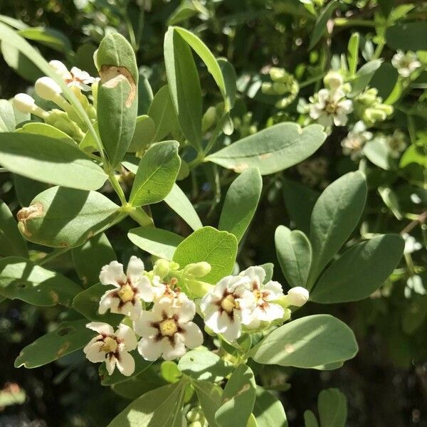 Schrebera alata Blüte