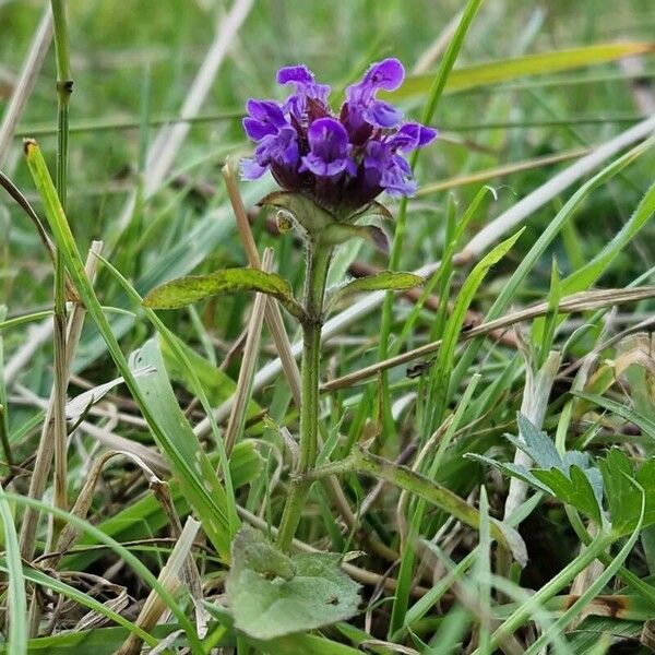 Prunella vulgaris Flower