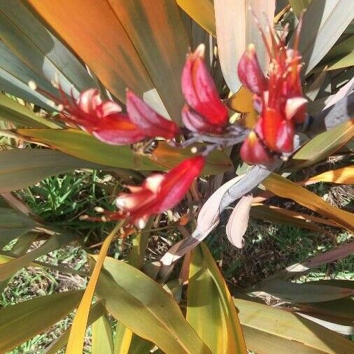 Phormium tenax फूल