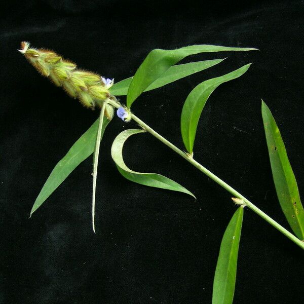 Crotalaria sessiliflora Hábito