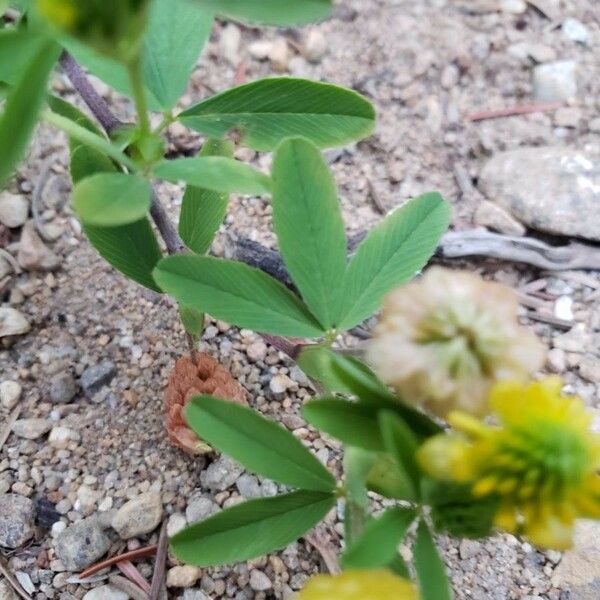 Trifolium aureum Ліст