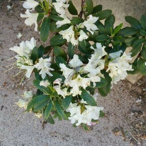 Beaumontia grandiflora Flor