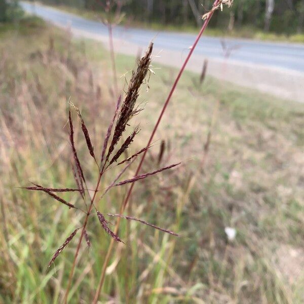 Bothriochloa bladhii Blodyn