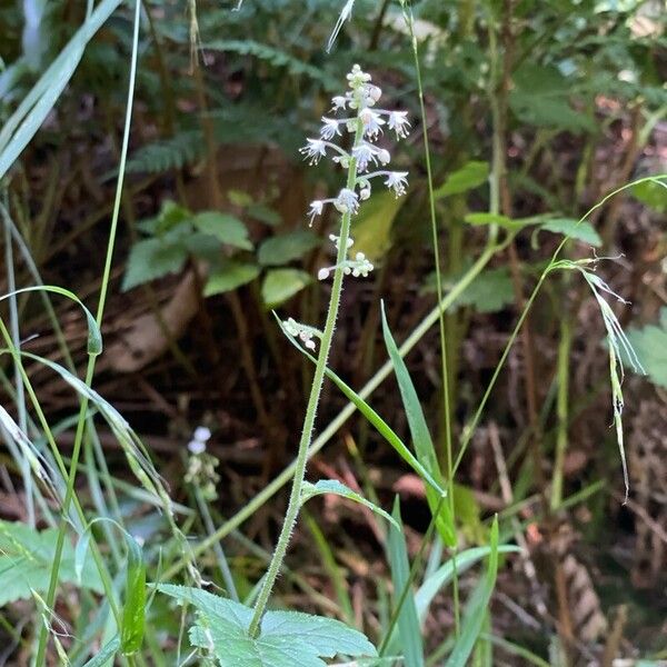 Tiarella trifoliata 花