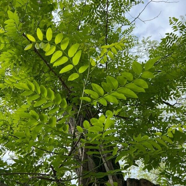 Robinia viscosa Liść