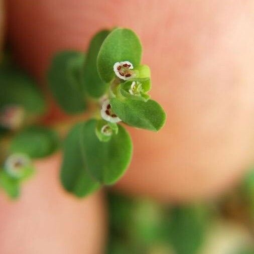 Euphorbia serpens Flower