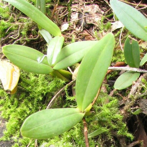 Bulbophyllum resupinatum Ліст