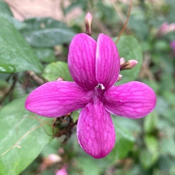 Barleria cristata 花