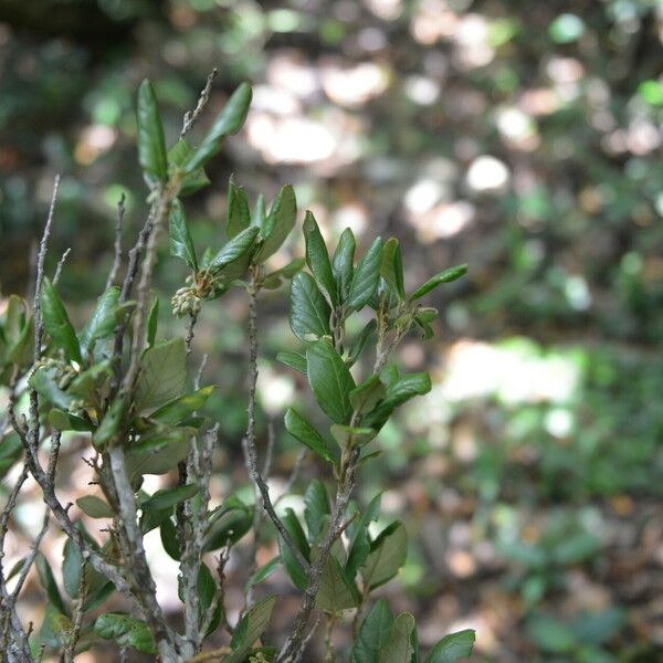 Styrax argenteus Habit