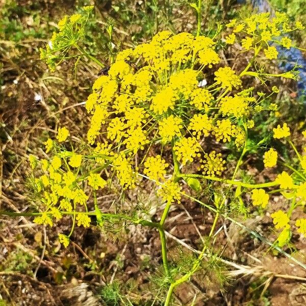 Ridolfia segetum Flower