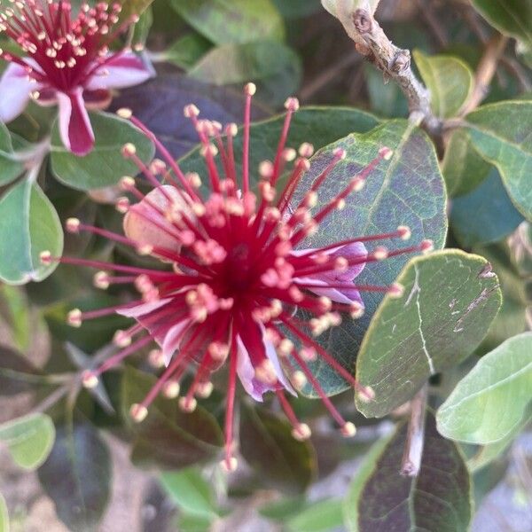 Feijoa sellowiana Kukka