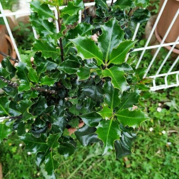 Maytenus ilicifolia Leaf