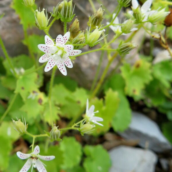 Saxifraga rotundifolia Kukka