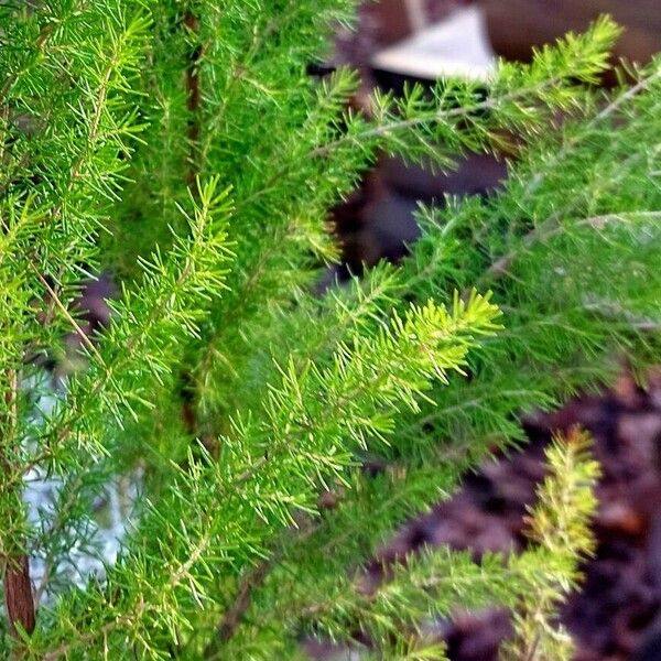 Erica arborea Leaf