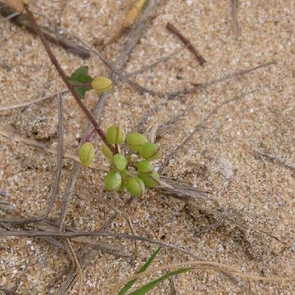 Cochlearia danica Vrucht