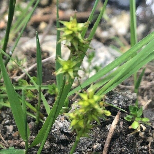 Carex echinata 花