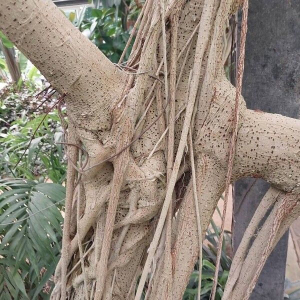 Ficus lutea Bark