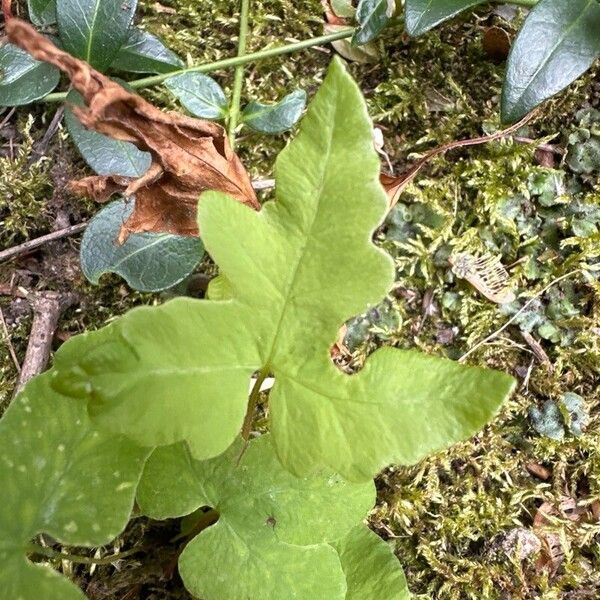 Onoclea sensibilis Leaf
