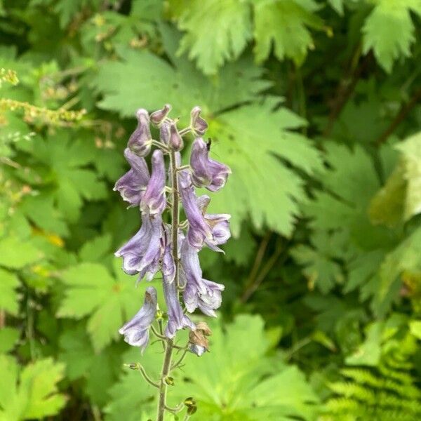 Aconitum septentrionale Blomst