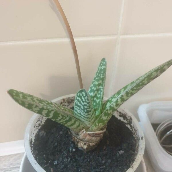 Aloe variegata Folla