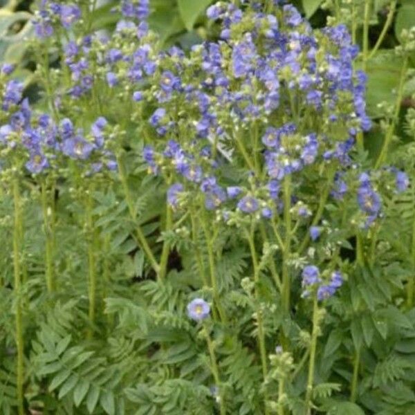 Polemonium boreale Žiedas