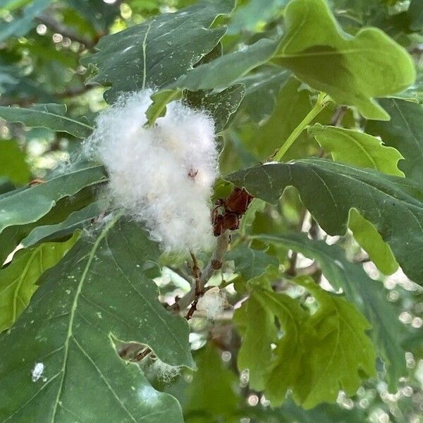 Quercus robur Feuille