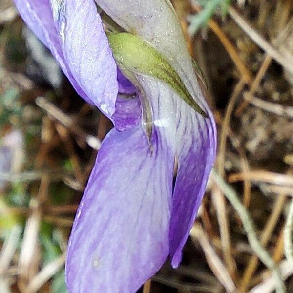 Viola hirta 花