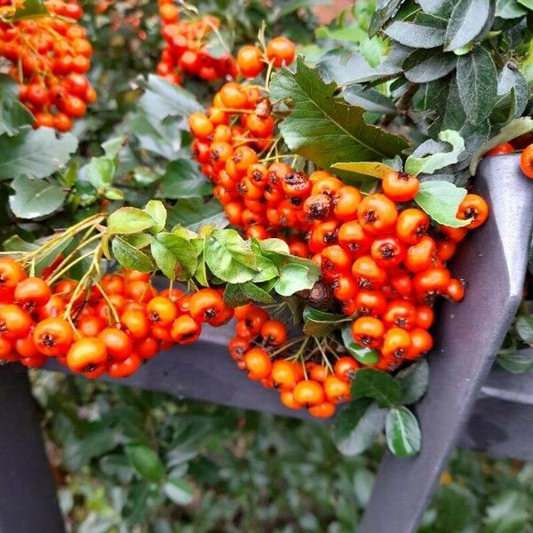 Pyracantha crenulata Õis