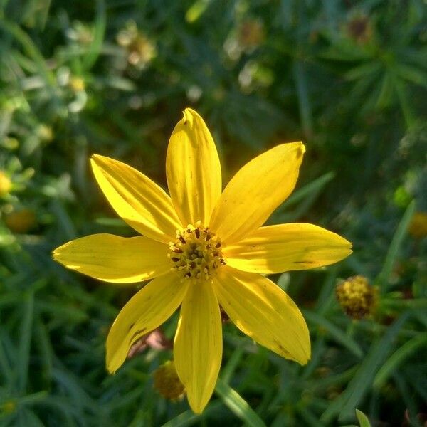 Coreopsis verticillata Flors