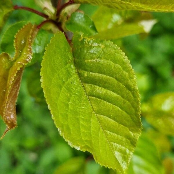 Prunus cerasus Leaf