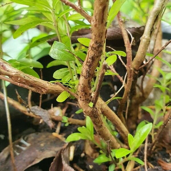 Cuphea hyssopifolia Žievė