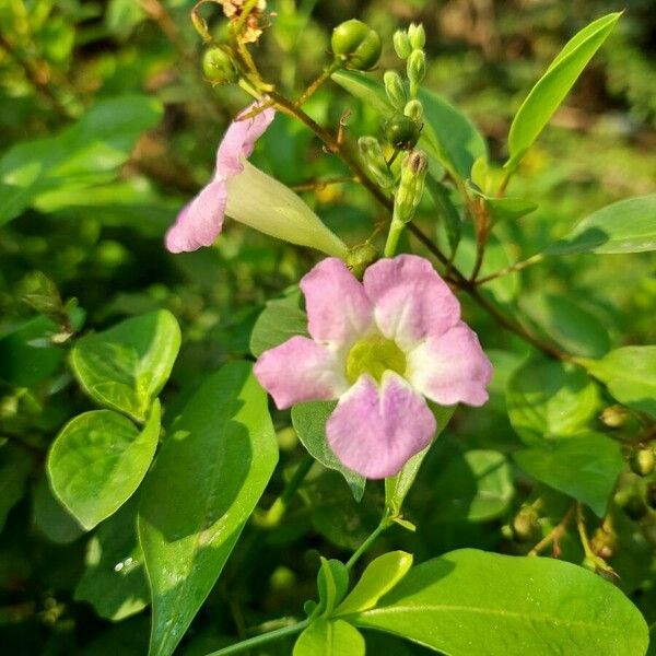 Asystasia gangetica Flor