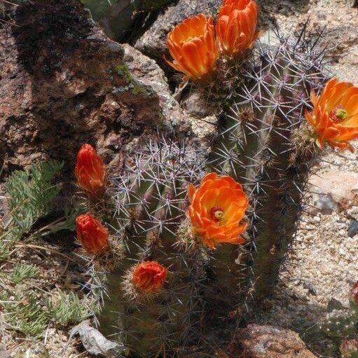 Echinocereus triglochidiatus Habitat