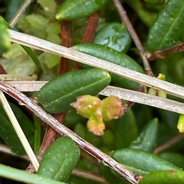 Vaccinium oxycoccos Liść